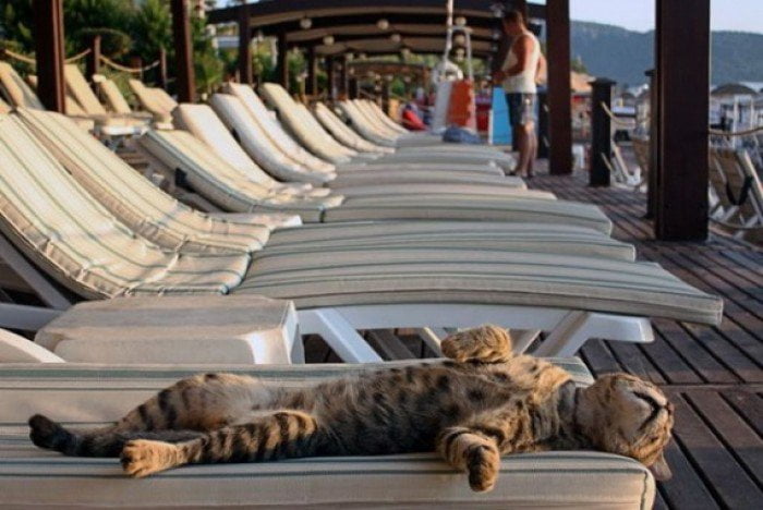 cat with arthritis lounging on pool lounge